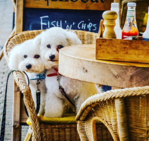 Bissli and Brutus